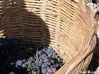 Uvas