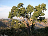 Sobreiro