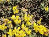 Chá da flor de carqueija -> Para doenças relacionadas com o fígado